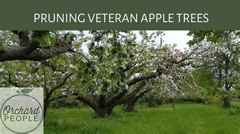 OLD APPLE TREE PRUNING With Orchard Educator Bob Lever YouTube