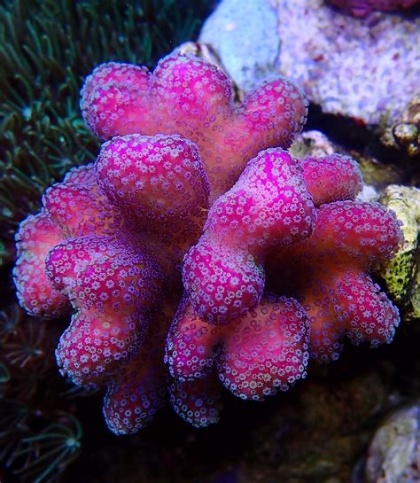 Favia Warcoral Xs Communitycorals