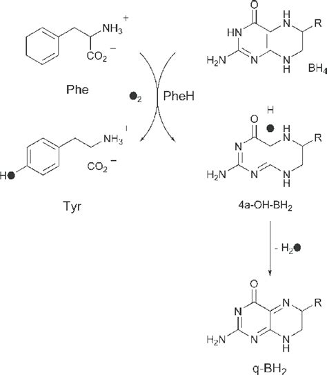 Hydroxylation Of Phenylalanine Phe To Tyrosine Tyr Catalyzed By