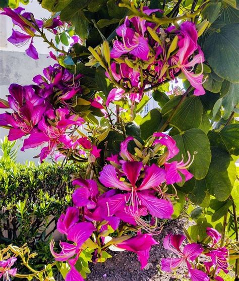 Growing Bauhinia Purpurea in India • India Gardening