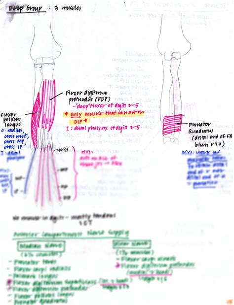 SOLUTION Anterior Compartment Of Forearm Innervations Hand Drawn