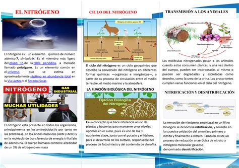 Triptico La Fijaci N Biol Gica Del Nitr Geno Ciclo Del Nitr Geno