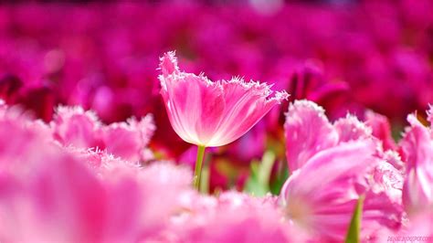 Get HD Wallpaper: Wallpaper Bunga Tulip Pink