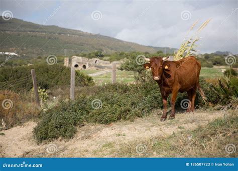 Corriente Cattle Breed Bull, Also Known As Criollo Or Chinampo Cattle ...