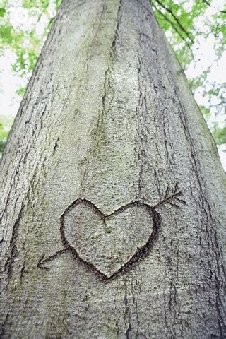 Pin By Lydia Billman On Trees Tree Carving Heart Tree Carving Tree