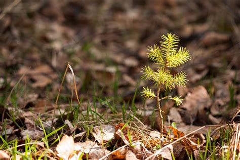 How to Get Rid of Tree Saplings in Lawn?