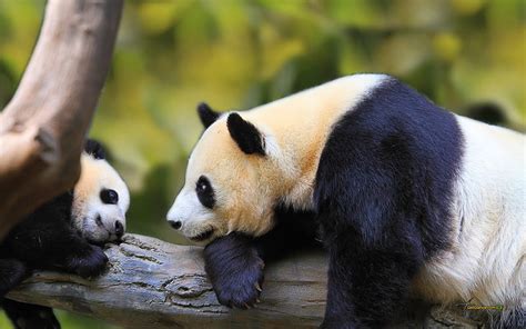 Panda Bear Cubs Wallpaper