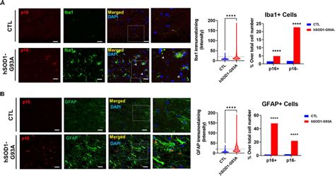 P Immunofluorescence Is Present In Microglia And Astrocytes A B