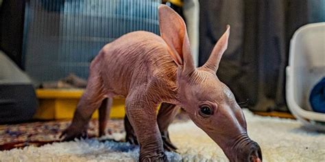 Adorable photos show the first ever baby aardvark born at Chester Zoo | indy100