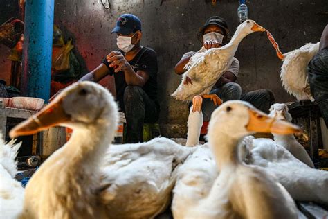 Bird Flu Viruses Have Mutations That Might Help Them Spread To Humans