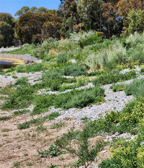 Breakout Creek Project Ecodynamics Case Study