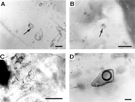 Photomicrographs Showing The Types And Occurrences Of Fluid Inclusions