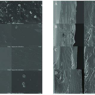 Sem Images Of The Film Surface Left And Cross Section Right A