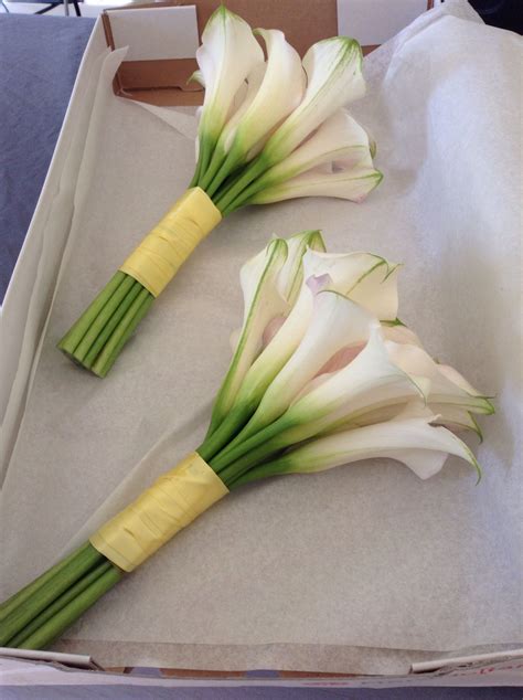 Ivory Calla Lily Bouquets Wrapped With Yellow Satin Ribbon Lilly