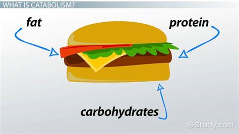 Catabolism | Definition, Process & Examples - Lesson | Study.com