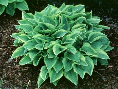 Beauitful Shade Hosta Garden Ideas Bees And Roses