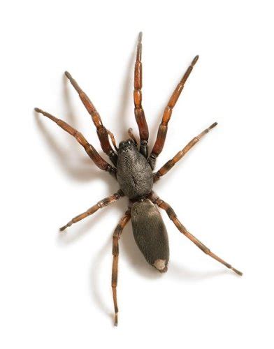 Gallery 10 Most Dangerous Spiders In Australia Australian Geographic