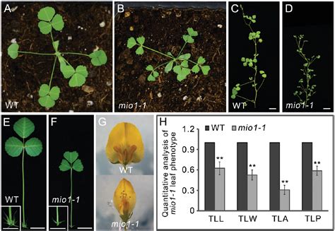 Figure From The F Box Protein Mio Slb Regulates Organ Size And Leaf