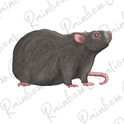 Clipart Fancy Rat, Realistic Rat Clip Art, Stickers Diy Digital ...