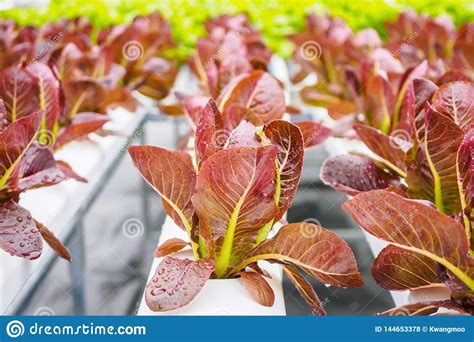 Planta Roja De La Ensalada De La Lechuga De Hojas En Sistema De Granja