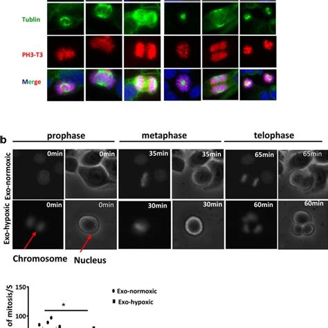 Cdes Promote Cell Proliferation By Shortening Mitosis Duration Colon Download Scientific