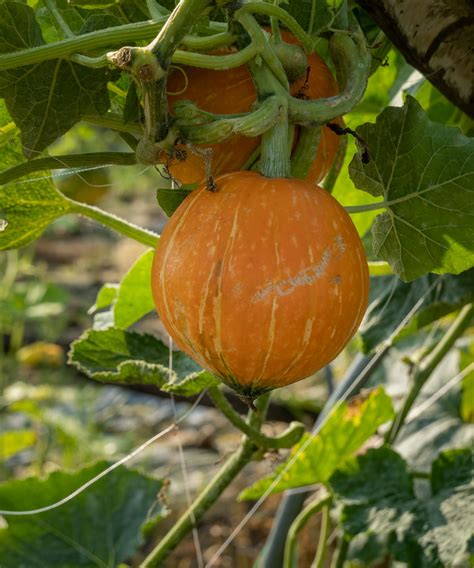 Growing Pumpkins Vertically The Space Saving Way To Grow Your