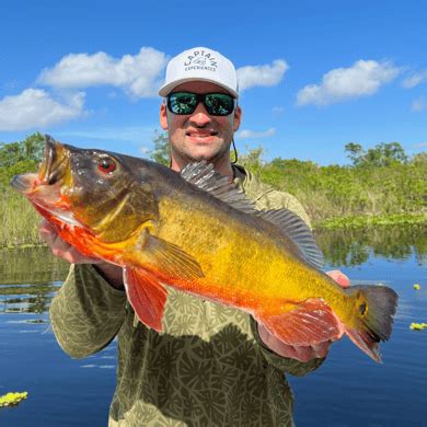 The Best Peacock Bass Fishing Guides In Florida