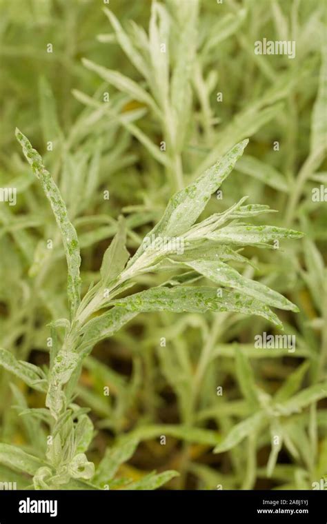 Close Up On The Young Plants Of Artemisia Ludoviciana Also Called