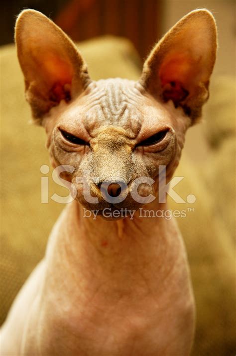 Hairless Cat Giving The Evil Eye Stock Photo | Royalty-Free | FreeImages