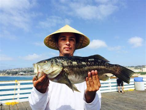 Kelp Bass - Pier Fishing in California