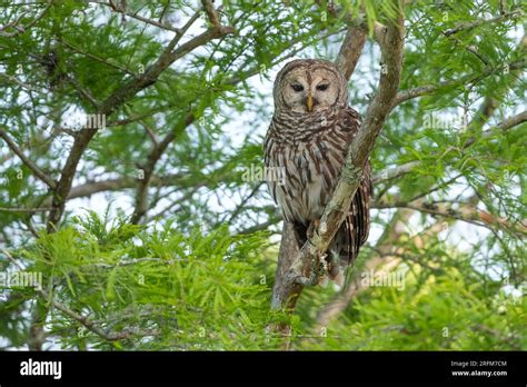 Barred Owl Strix Varia Perched In Bald Cypress Tree Taxodium Distichum Florida Usa By