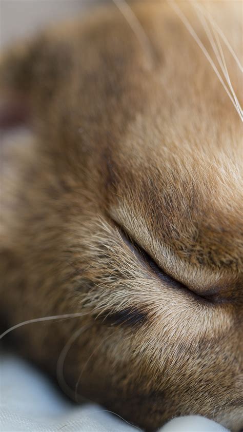 Wallpaper Cat sleeping, macro photography 3840x2160 UHD 4K Picture, Image