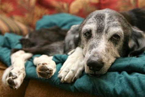 Mi Perro Est Deca Do Tiembla Y No Quiere Comer Veterinario Cerca De Mi