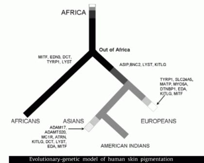 Human skin color evolution chart