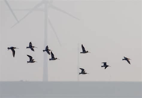 Delta Vogels Sijmen Hendriks Fotografie