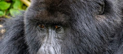 3 Days Gorilla Trekking Rwanda Safari A 3 Day Rwanda Gorilla Tour