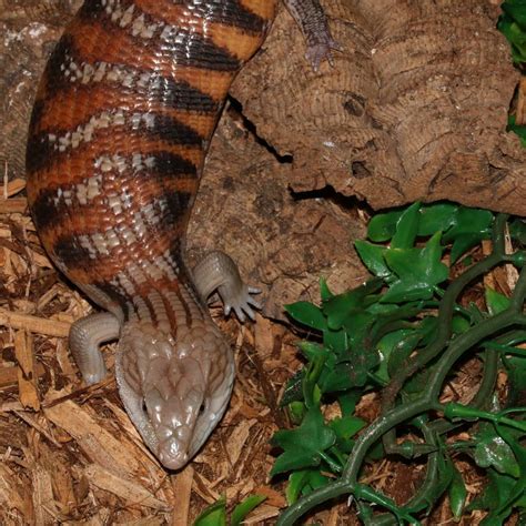 Looking For The Nicest Blue Tongue Skink For Sale Online V Reptiles