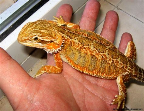 Citrus Leatherback Bearded Dragon For Sale Everything You Need To Know