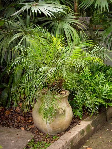 Cultiver Un Palmier En Pot Arrosage Entretien Rempotage