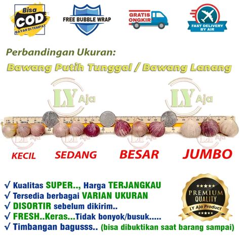 Bawang Putih Tunggal Lanang 55 Gram Size Kecil Sedang Besar Jumbo