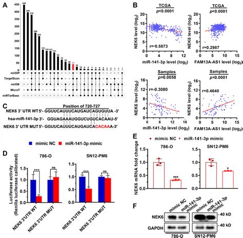 Frontiers Lncrna Fam A As Promotes Renal Carcinoma Tumorigenesis