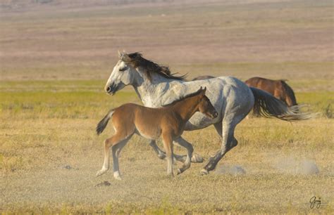 Photographs of Onaqui Herd Wild Horses – May 2017 | Photography of Wild ...