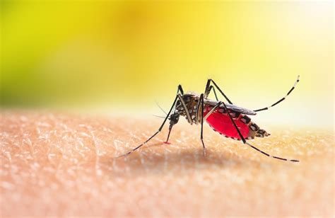 Zanzare E Allarme Dengue Lesperto Ecco Le Precauzioni Da Prendere In