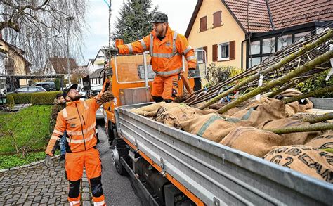 Radolfzell Klimaschutz zum Schnäppchen Preis Radolfzell liefert Bäume