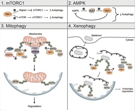 The Interplay Between Autophagy And Cgas Sting Signaling And Its