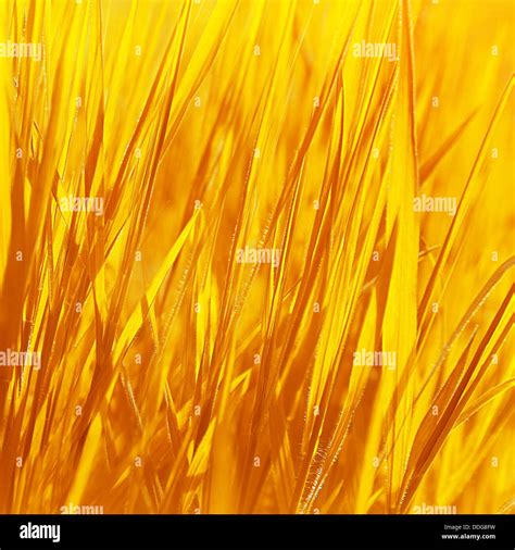 Dry Yellow Grass Background Autumn Nature Abstract Natural Backdrop Golden Ripe Wheat Field