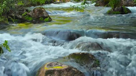 Peaceful Forest River Relaxing River Sounds Hz Meditation