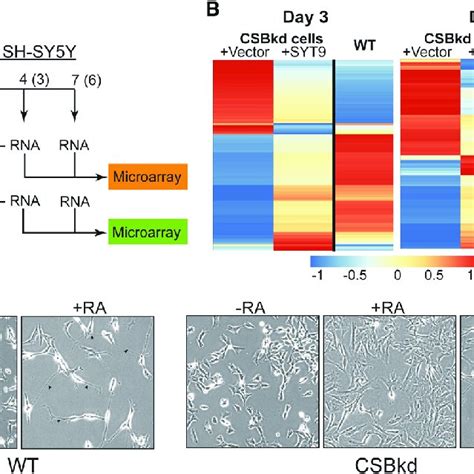 Ectopic Syt Expression Corrects Gene Expression Deficiencies In