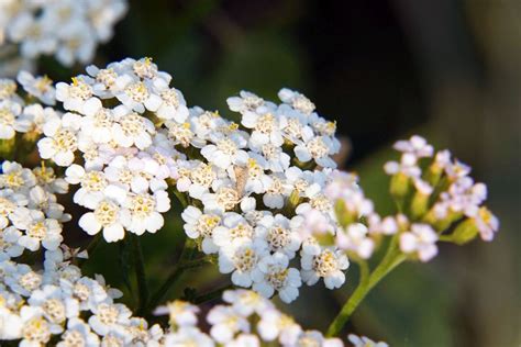 Yarrow Care How To Grow And Care For Common Yarrow