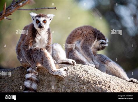 Captive Bred Lemurs Are A Strepsirrhine Primate Endemic To The Island